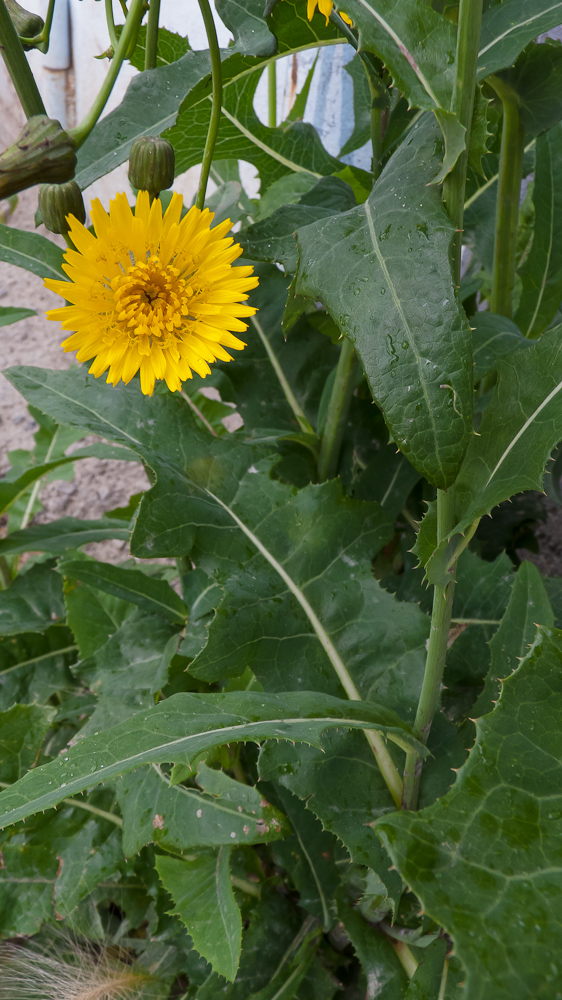 Изображение особи Sonchus arvensis ssp. uliginosus.