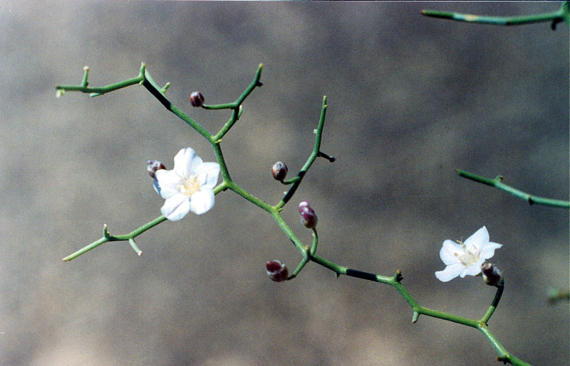 Изображение особи Convolvulus erinaceus.