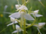 Platanthera chlorantha