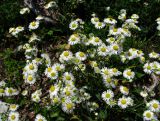 Erigeron annuus. Соцветия. Краснодарский край, Сочи, окр. с. Ахштырь, луг. 16.07.2015.