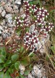 Micranthes melaleuca