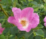 Rosa acicularis