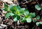 Asperula caucasica