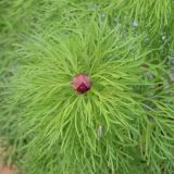 Paeonia tenuifolia. Верхушка побега с бутоном. Ростовская обл., г. Таганрог, в культуре на газоне. 20.04.2016.