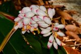 Alpinia zerumbet