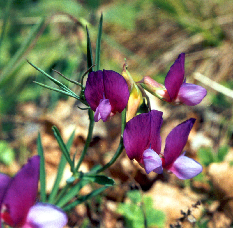 Изображение особи Lathyrus digitatus.