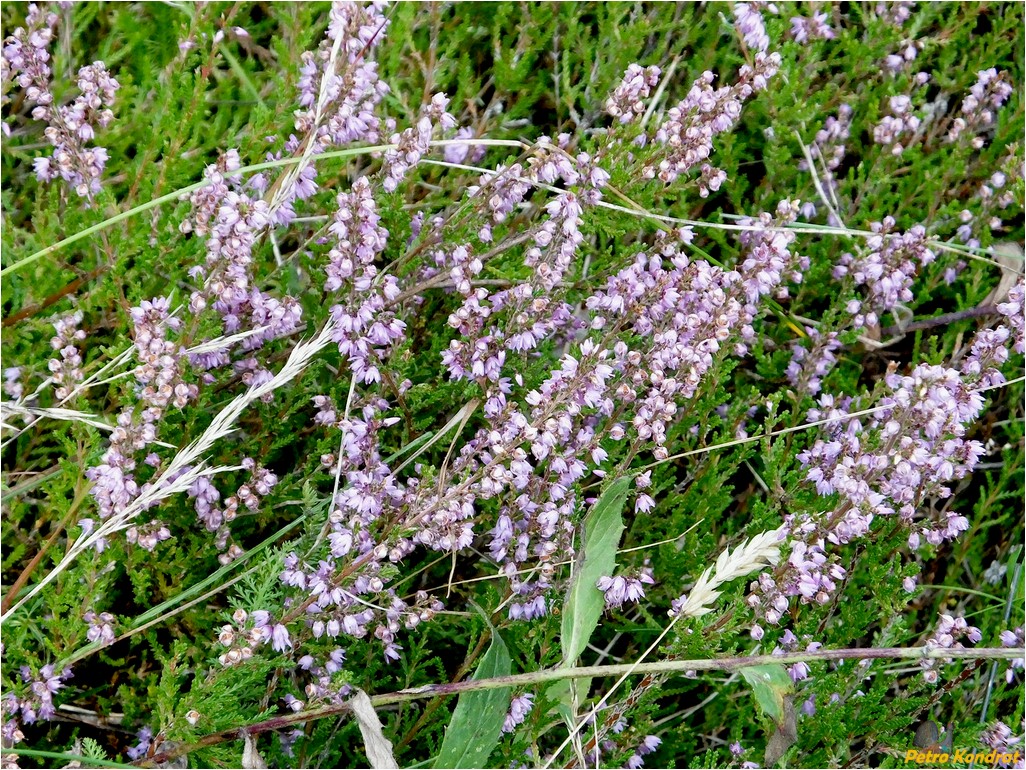 Изображение особи Calluna vulgaris.