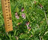 Vicia sepium