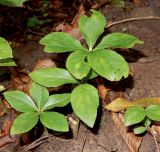 Helleborus caucasicus