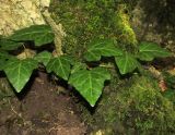 Hedera colchica