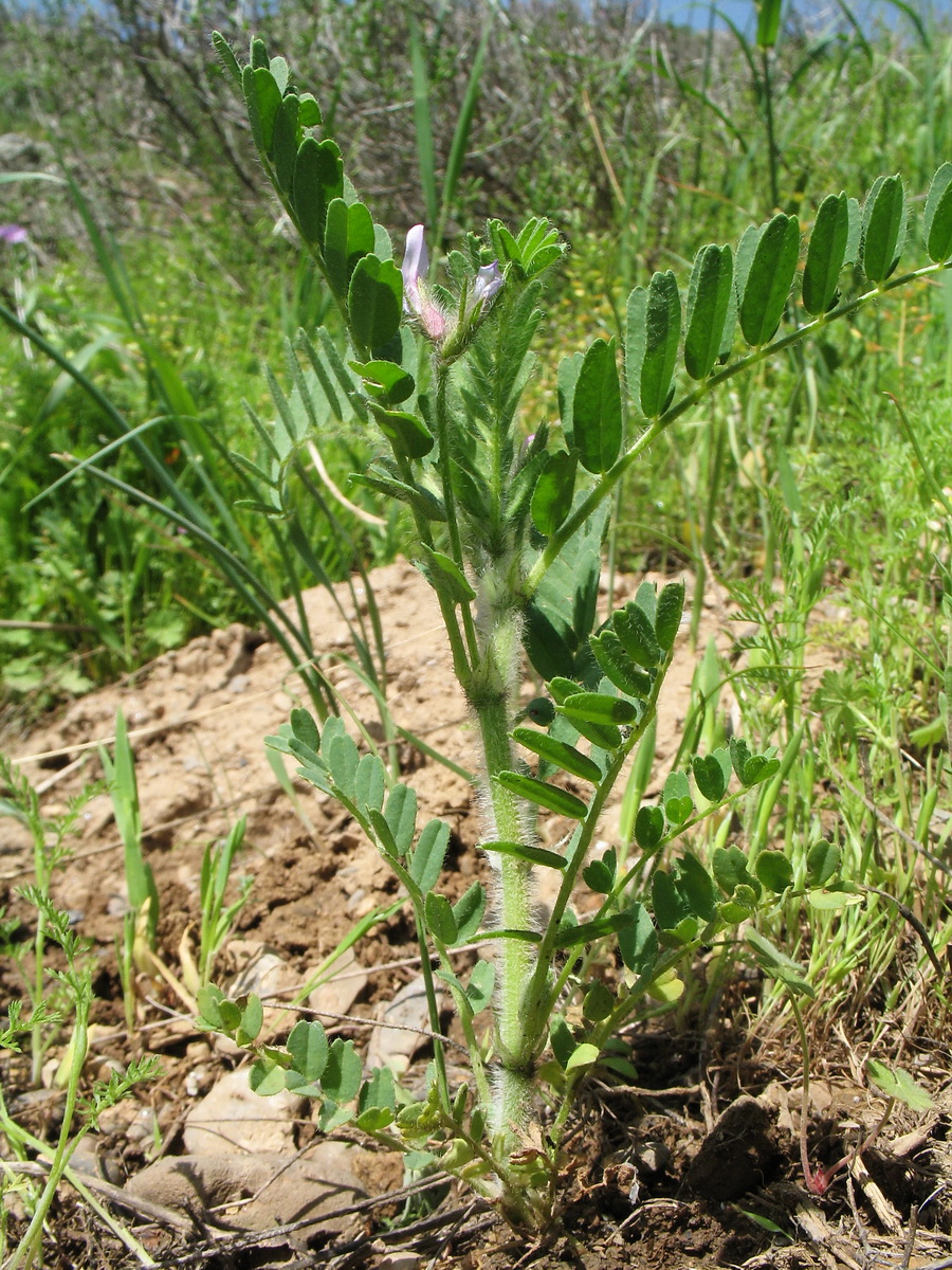 Изображение особи Astragalus camptoceras.