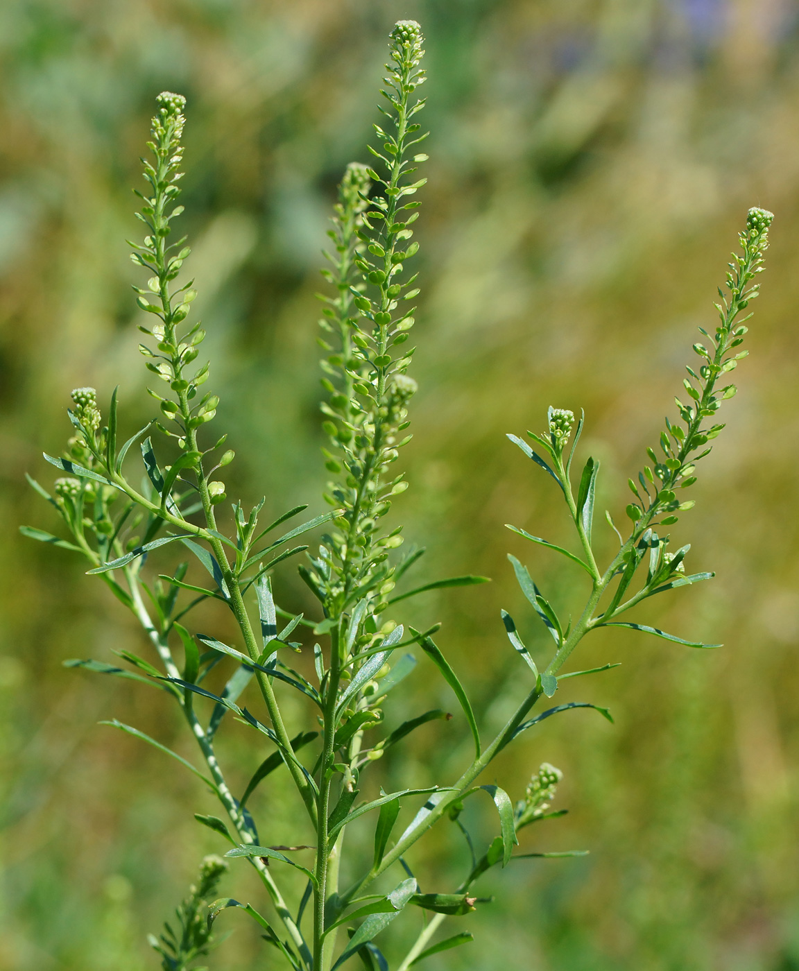 Image of Lepidium densiflorum specimen.