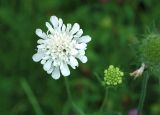 Knautia kitaibelii