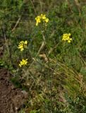 Erysimum canescens