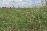 Astragalus austriacus. Побеги с соцветиями. Крым, Симферопольский р-н, окр. с. Живописное, склон реки Чуюнча. 25.05.2018.