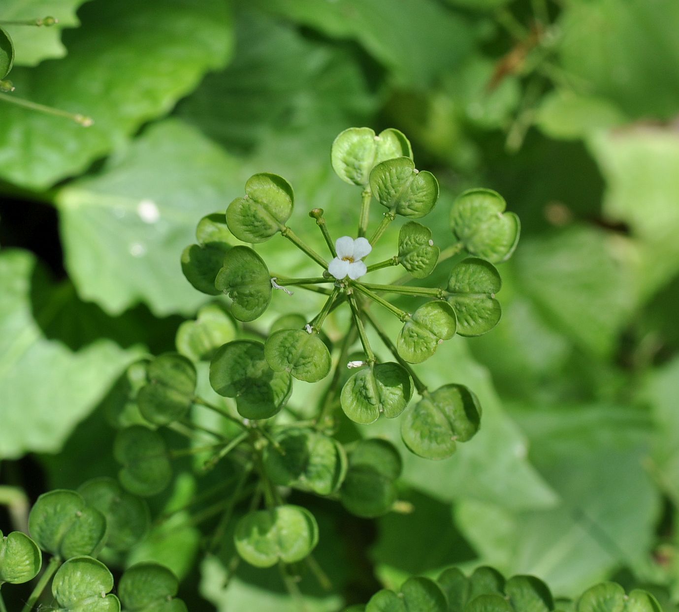 Изображение особи Pachyphragma macrophyllum.