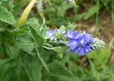 Veronica teucrium. Верхушка цветущего растения. Крым, гора Северная Демерджи, поляна на склоне яйлы. 24.06.2018.