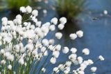 Eriophorum vaginatum