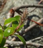 Salix arctica. Соцветие и листья. Магаданская обл., г. Магадан, окр. мкр-на Пионерный, каменистая сопка. 08.06.2018.