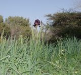 Iris atropurpurea