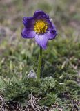 Pulsatilla violacea. Цветущее растение. Респ. Дагестан, Тляратинский р-н, окр. с. Салда, ≈ 1900 м, остепненный луг. 06.05.2019.