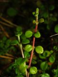 Linnaea borealis