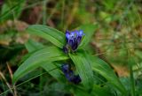 Gentiana cruciata. Верхушка побега с соцветием. Челябинская обл., Миасский гор. округ, берег оз. Тургояк, луг на опушке сосняка. 05.08.2019.