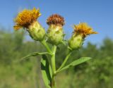 Inula sabuletorum