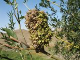 Salix excelsa