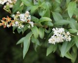 Ligustrum vulgare. Верхушки побегов с соцветиями (цветущим и отцветающим). Краснодарский край, м/о Новороссийск, окр. с. Сукко, окр. оз. Сукко, залесённый левый борт. 10.06.2019.