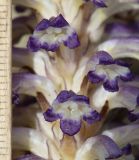 Orobanche cumana