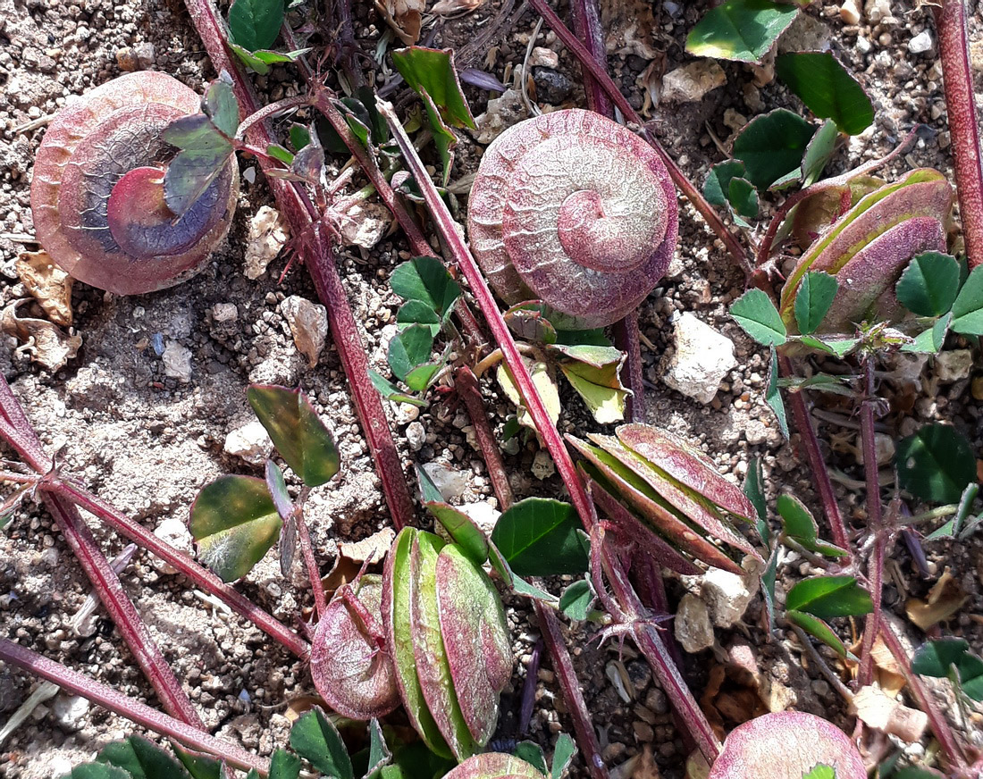 Изображение особи Medicago orbicularis.