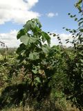 Paulownia tomentosa