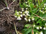 Euphrasia ossica