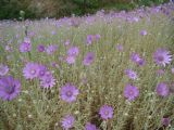 Xeranthemum annuum