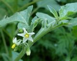 Solanum подвид schultesii