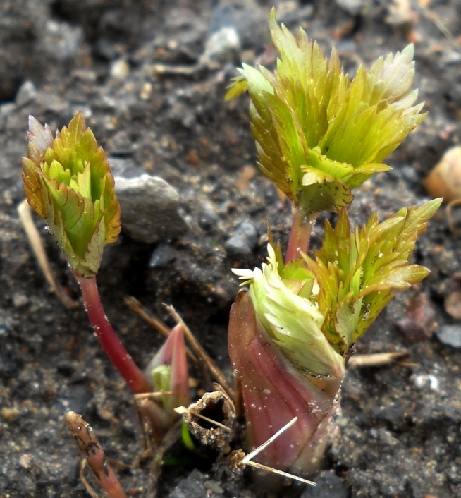 Изображение особи Trollius europaeus.