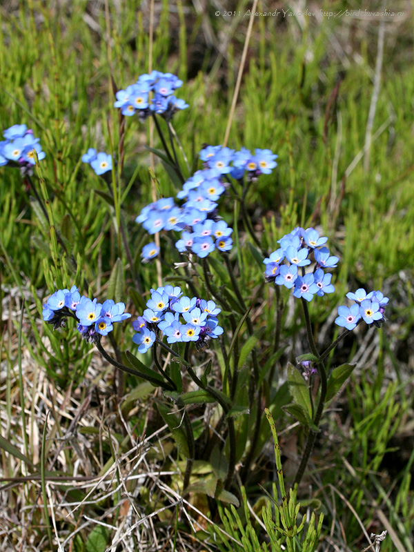 Изображение особи Myosotis asiatica.