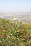 Stubendorffia orientalis. Цветущее растение. Южный Казахстан, Верхний Боролдай, ущ. Карасай, южный гребень, высота 1450 м н.у.м. 05.07.2011.