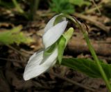 Viola sieheana. Цветок (белая форма). Крым, Байдарская яйла, южный склон, дубовый лес. 26 апреля 2012 г.