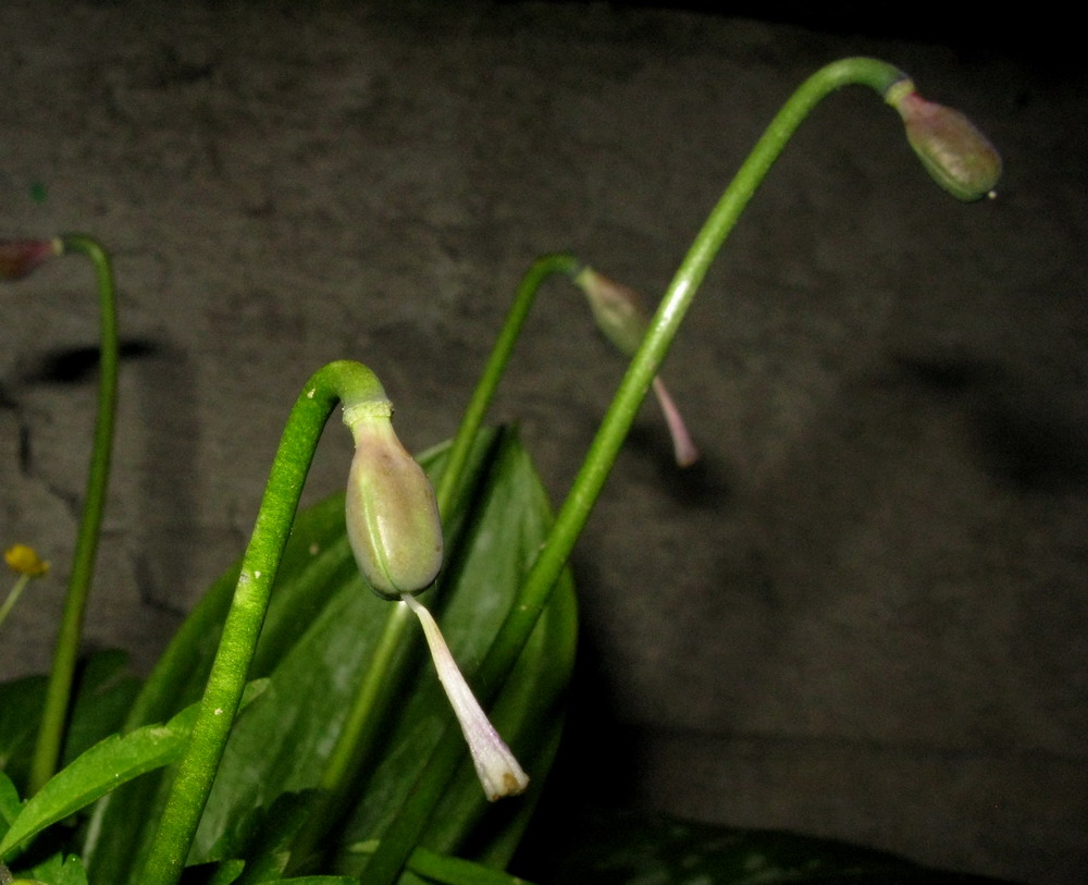 Изображение особи Erythronium sajanense.