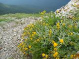 Melilotoides cretacea. Цветущее растение. Крым, гора Северная Демерджи. 2 июня 2012 г.