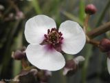 Sagittaria sagittifolia