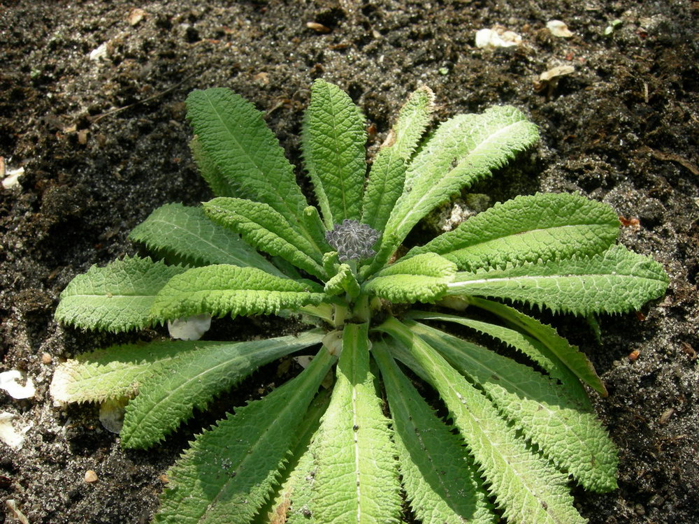 Изображение особи Primula capitata.