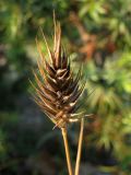 Agropyron pinifolium. Соплодие. Краснодарский край, Новороссийский р-н, окр. пос. Абрау-Дюрсо, можжевеловое редколесье. 14.07.2013.