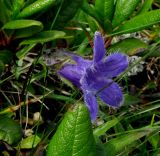 Campanula dasyantha