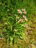 Erigeron flaccidus