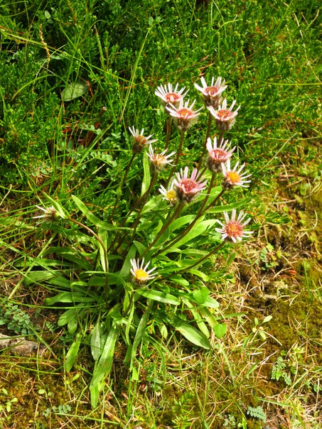 Image of Erigeron flaccidus specimen.