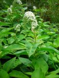 Lysimachia clethroides. Верхушка цветущего растения. Удмуртия, г. Ижевск, Ботанический сад Удмуртского госуниверситета. 10.07.2009.