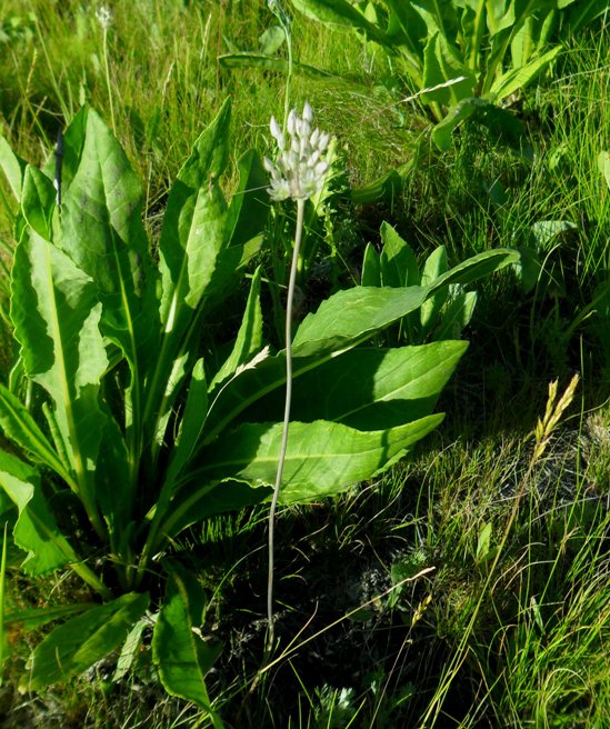 Изображение особи Allium delicatulum.